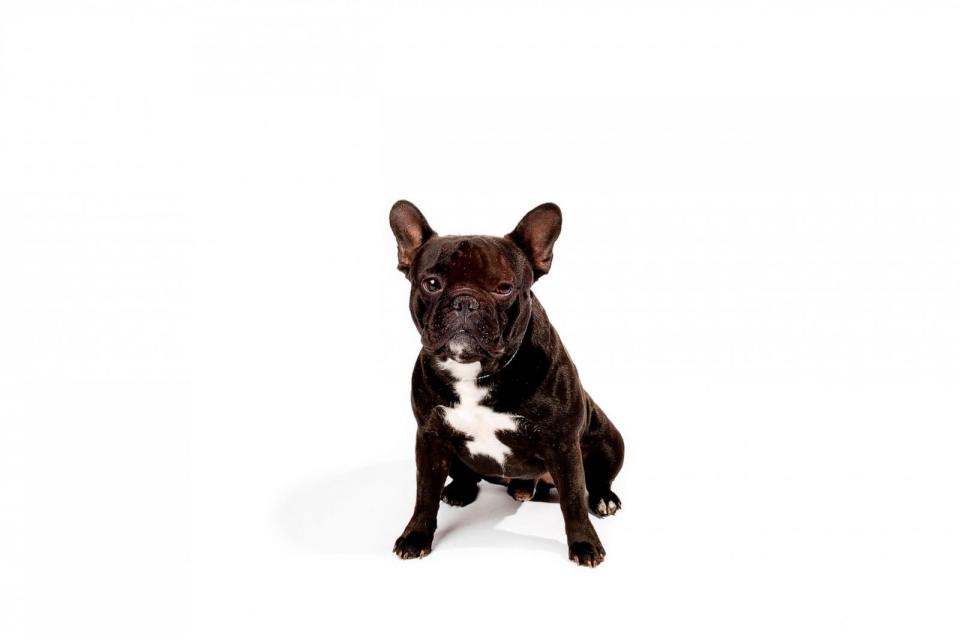 PHOTO: French Bulldog. (American Kennel Club)