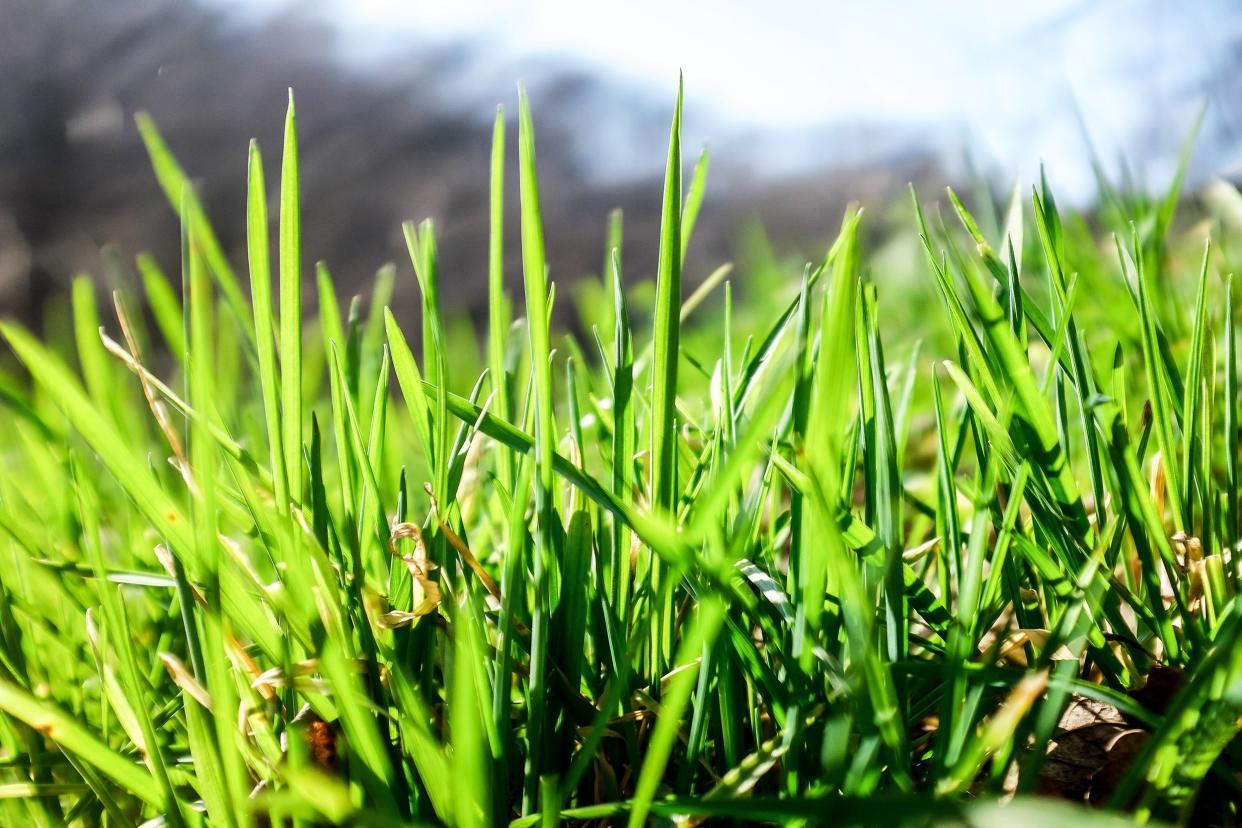 growing grass in yard