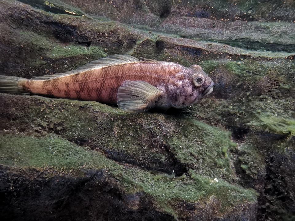 An redish-purplish emerald rockcod fish, a kind of Notothenioid, rests on rocks underwater