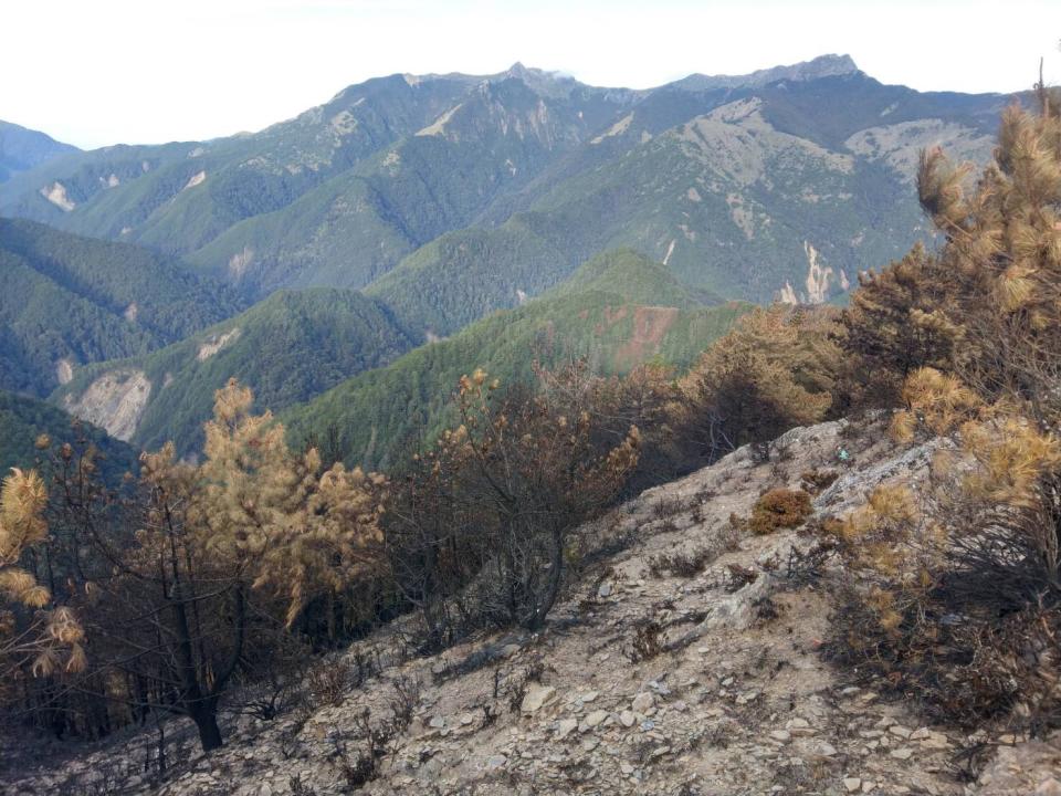 玉山八通關林地大火災後現場照。   圖：林務局／提供