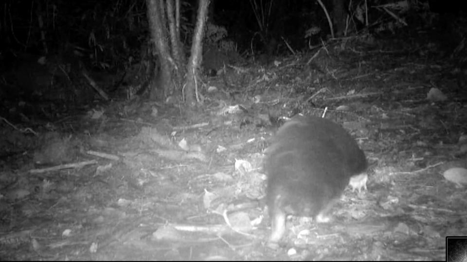 Still from trail footage of an echidna