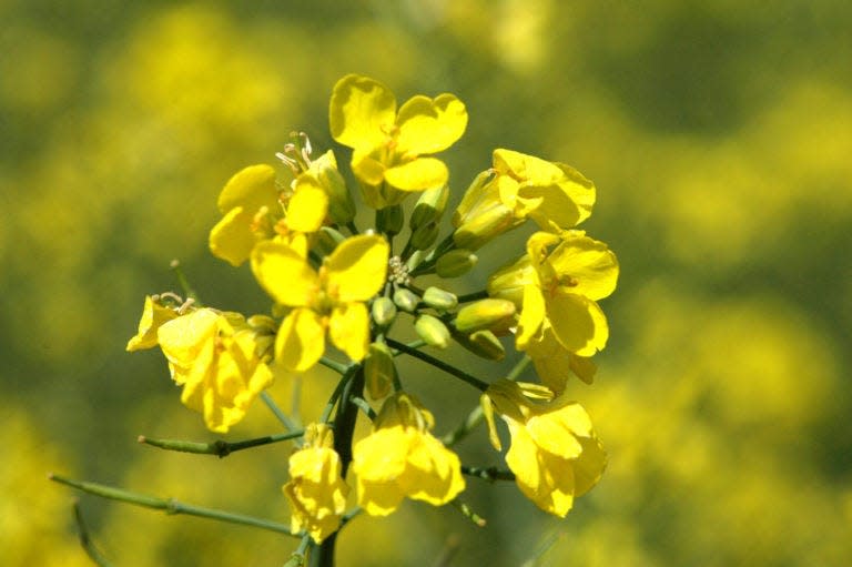 Canola is valued for a range of applications, including biofuel and a nutritious, heart-healthy vegetable oil for human consumption.