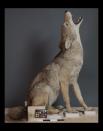 The background, or diorama, surrounding the coyote was upgraded just as much as the animal itself.
