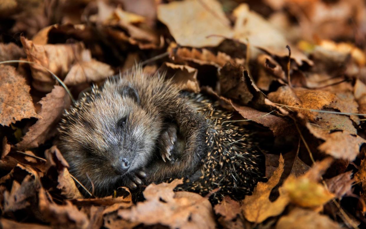 A vast pile of leaves and sticks looks like a five-star hotel to the UK's hedgehogs, but we have other ideas on Guy Fawkes night  - Getty Images