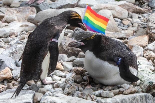 Western Telegraph: Frankie and Vinnie's partnership has been celebrated as part of Pride month. Picture: Joann Randles