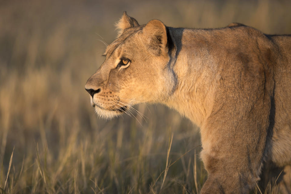 A lioness on the move inside Liuwa Plain National Park, Zambia. (Photo: Will Burrard-Lucas/Caters News)