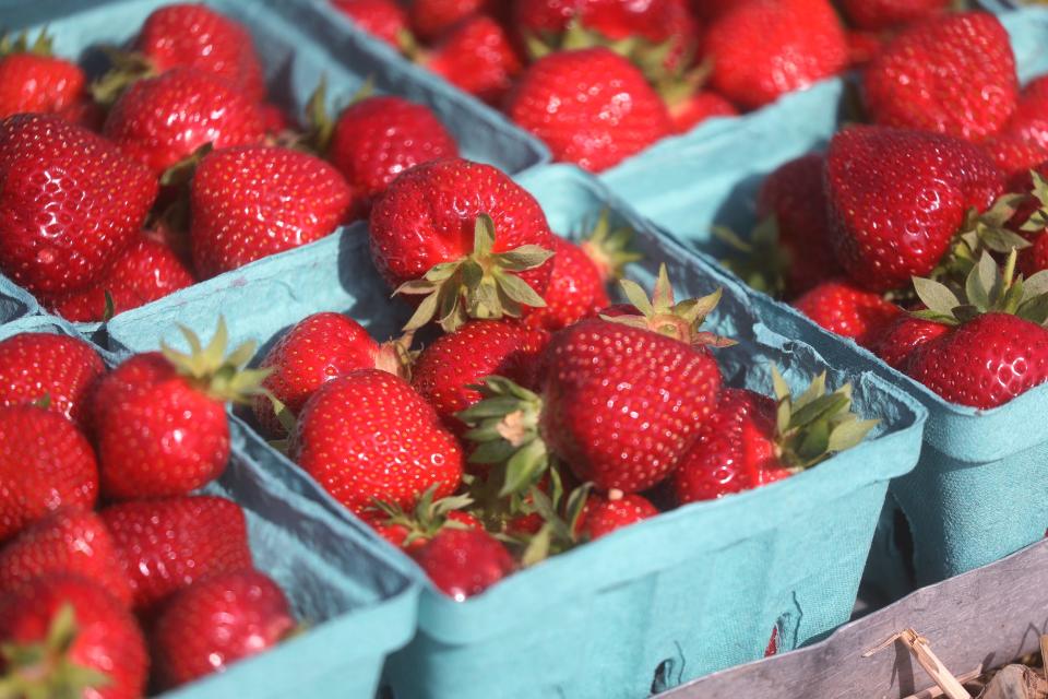 Freshly picked strawberries sit at the end of a row, waiting to be brought back to the farm stand at Chase Farms.