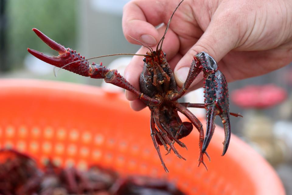 Roughly 1,800 pounds of crawfish were cooked and served at the Amarillo Crawfish Festival at the Starlight Ranch Event Center Saturday.