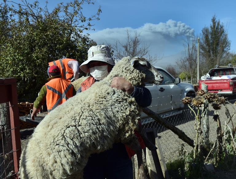 A man carries a sheep in La Ensenada, Chile, as a cloud of ash rises from the Calbuco volcano in the background, April 24, 2015