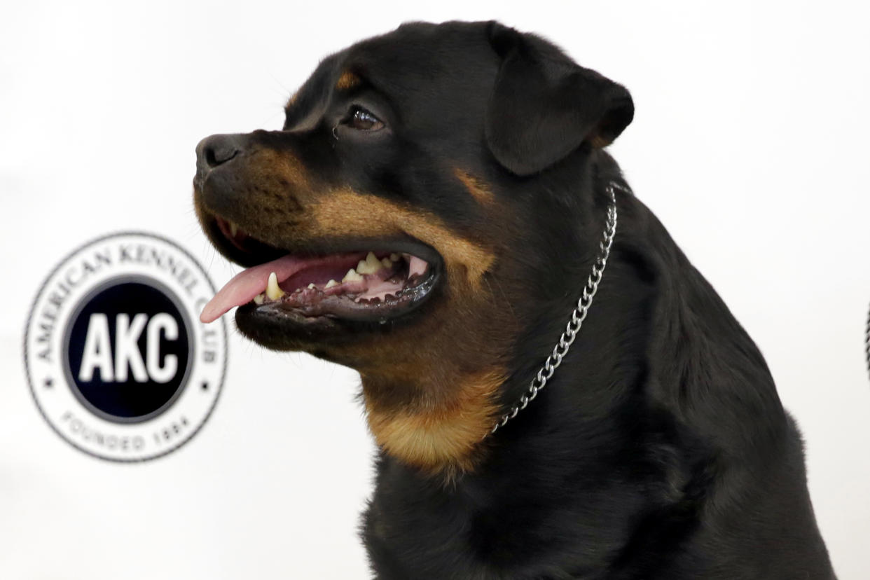 FILE - Talos, a Rottweiler, poses for photos as the American Kennel Club's breed rankings are announced, in New York, March 21, 2017.The American Kennel Club announced Wednesday, March 15, 2023 that French bulldogs have become the United States' most prevalent dog breed, ending Labrador retrievers' record-breaking 31 years at the top. (AP Photo/Richard Drew, File)