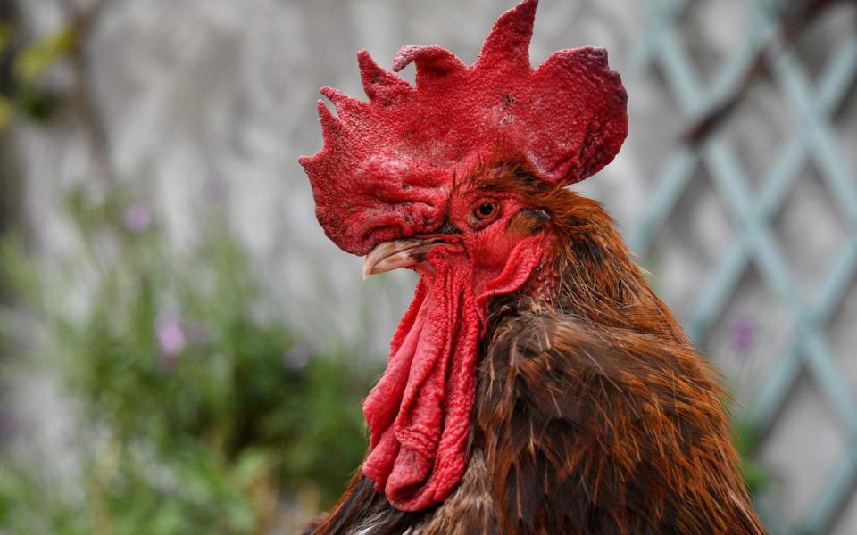 Cockerel's have been the subject of numerous noise complaints in recent years in France - XAVIER LEOTY /AFP