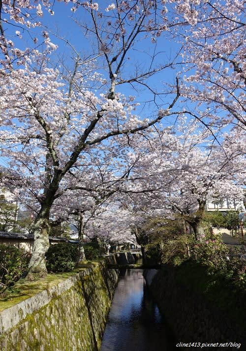▌京都。賞櫻▌必訪!浪漫指數破表♥哲學之道♥小橋流水。雪櫻滿開的河道美景