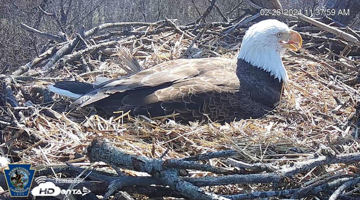 How Does Bird Netting Work? - NBC Environment