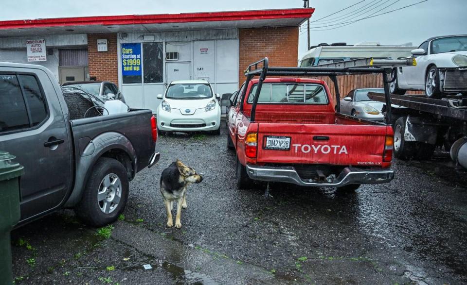 A German shepherd stands in March among the vehicles in the Del Paso Heights used car lot that Norman Masters has run for decades. At times, his family has lived here, with no running water.