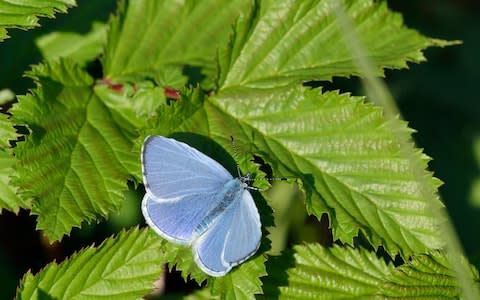 A holly blue - Credit: Alamy