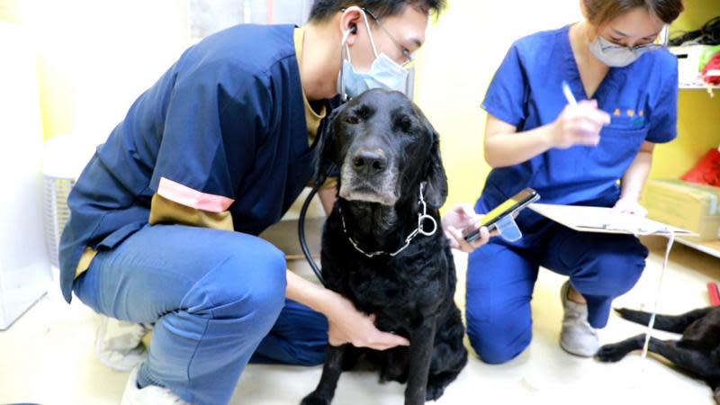 中市搜救犬赴土耳其救災返國　中興大學USR獸醫協助健檢