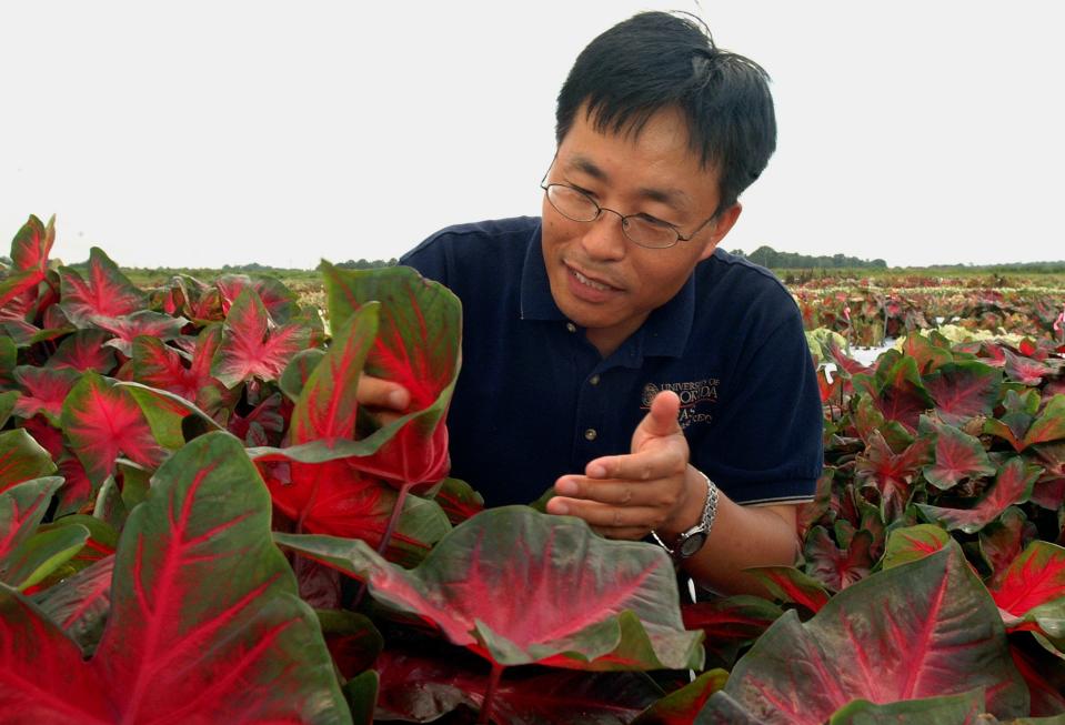 Dr. Zhanao Deng, UF/IFAS professor of environmental horticulture, studies some caladiums.