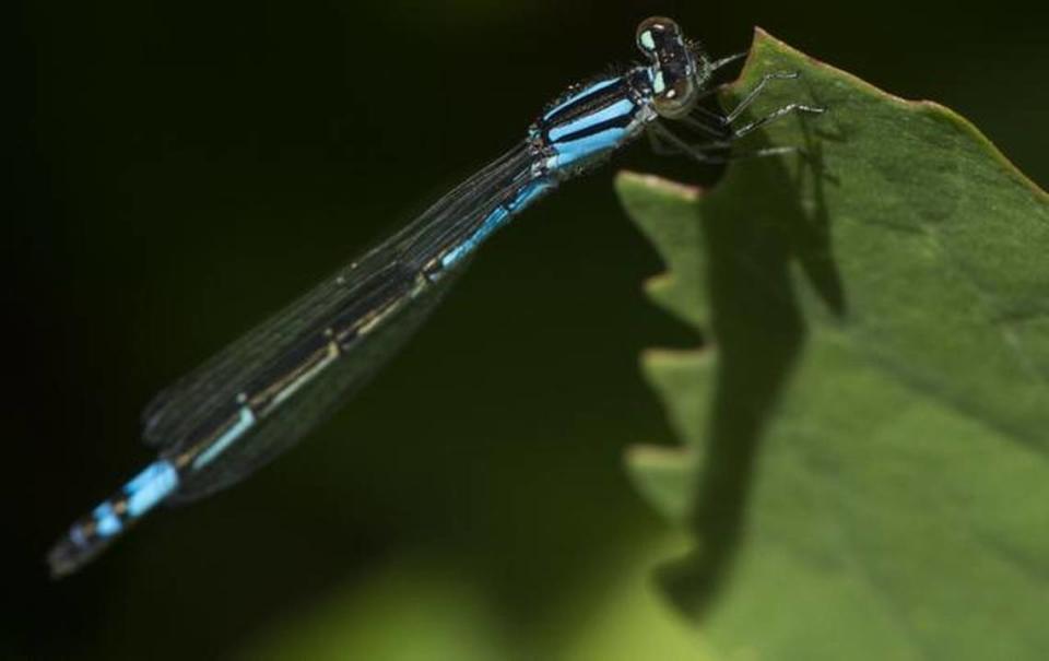 A damselfly rests on a leaf in this file photo. Damselflies are similar to dragonflies, but there are tricks to tell them apart.