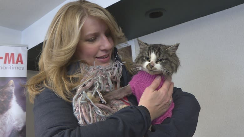 Rescue group tries to count every stray cat in New Brunswick