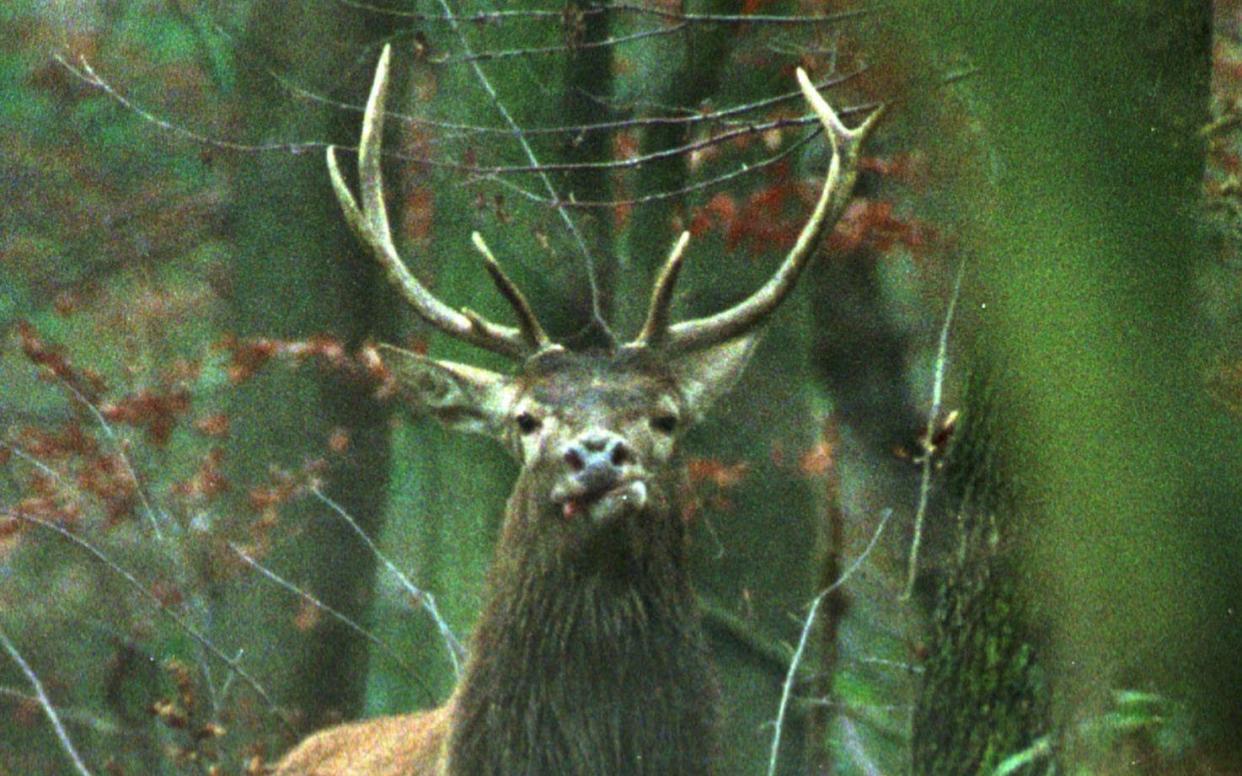 An exhausted stag eyes the waiting dogs at the end of its run in the Retz forest outside Villers-Cotteret, France - JEROME DELAY/ AP