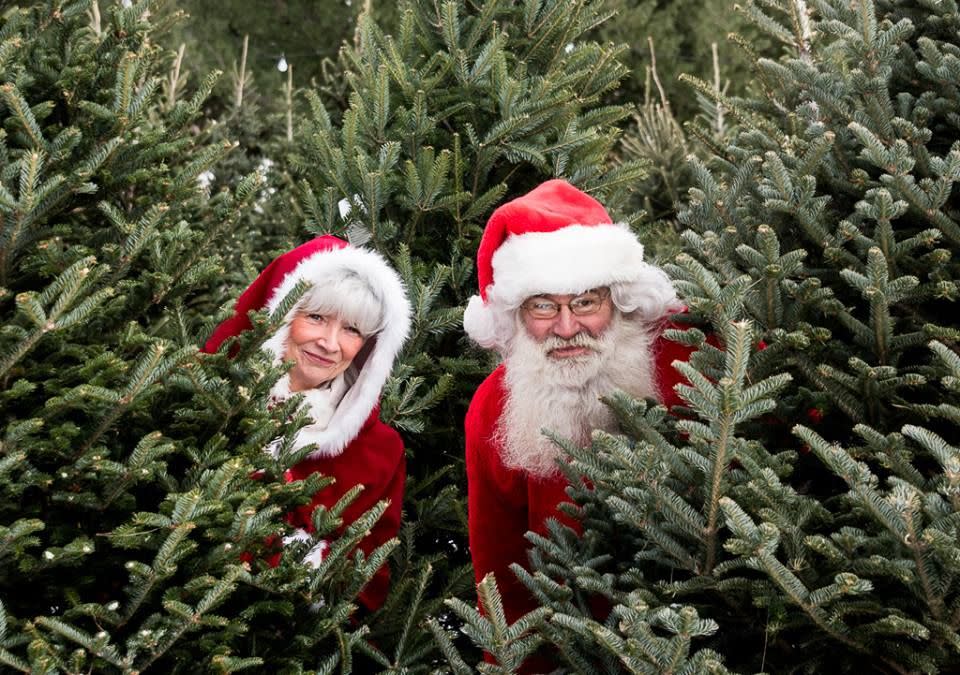 Minnesota: Pinestead Christmas Trees, Isanti