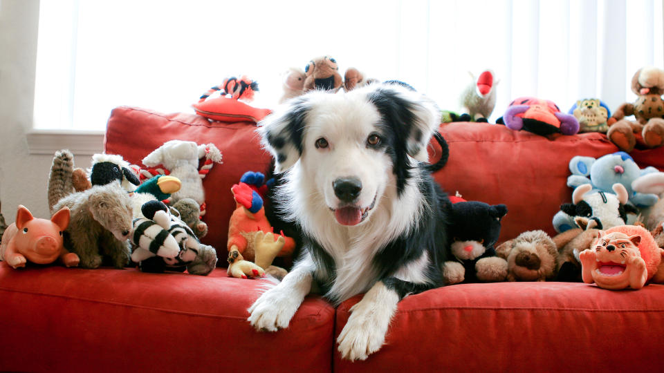 Dog with toys on couch
