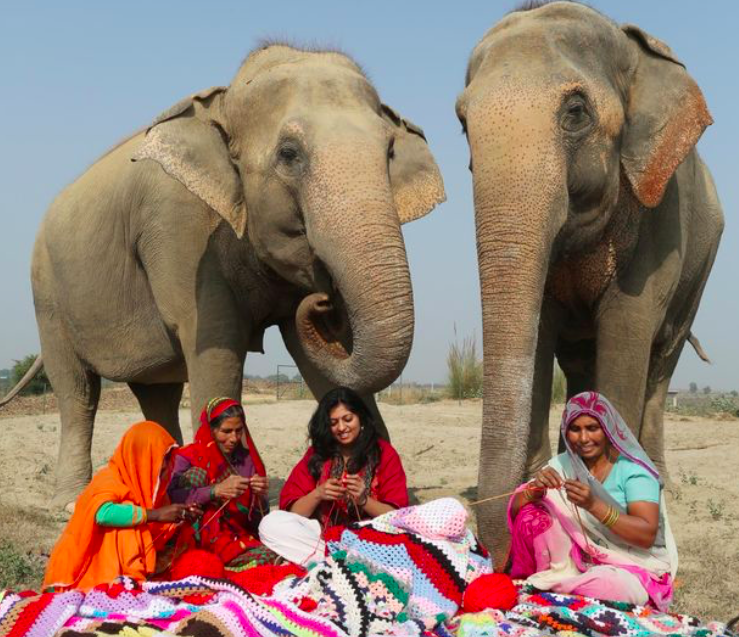 Keeping warm: Kind-hearted locals have been knitting jumbo jumpers for the elephants (North Downs PIcture Agency)