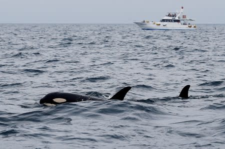 Killer whales and a whale watching tour boat are pictured in the sea near Rausu