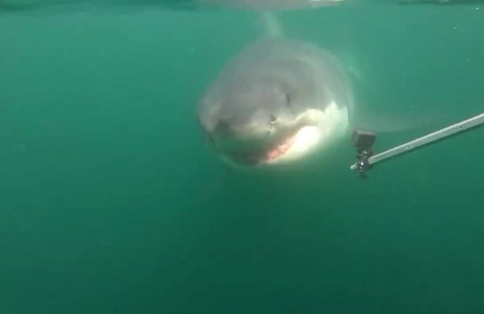 shark feeding frenzy