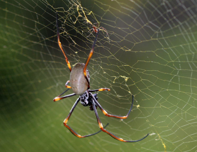 Spiders are one of the most voracious predators on the planet (Picture: REX Features)