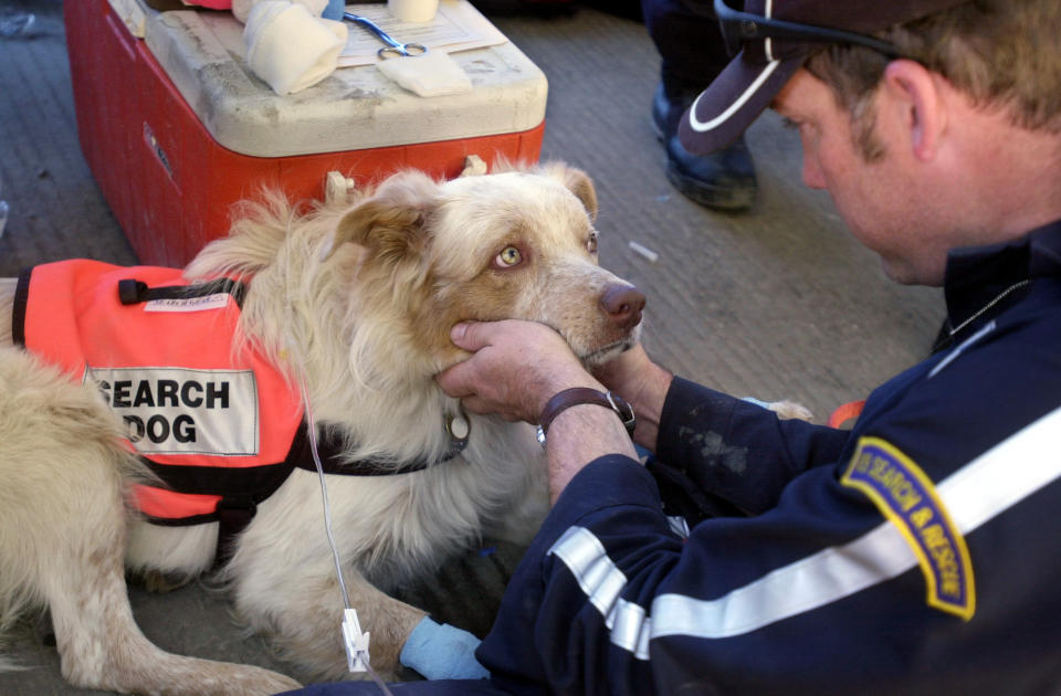 Erick Robertson, of Oakhurst, Calif., pets Porkchop, a one-year-old search and rescue dog as he receives a dehydration intravenous treatment, Wednesday, Sept. 19, 2001, at the Society for the Prevention of Cruelty to Animals mobile clinic just outside ground zero in New York. Robertson and Porkchop have been working at the World Trade Center attack site since Sunday. (AP Photo/Suzanne Plunkett)