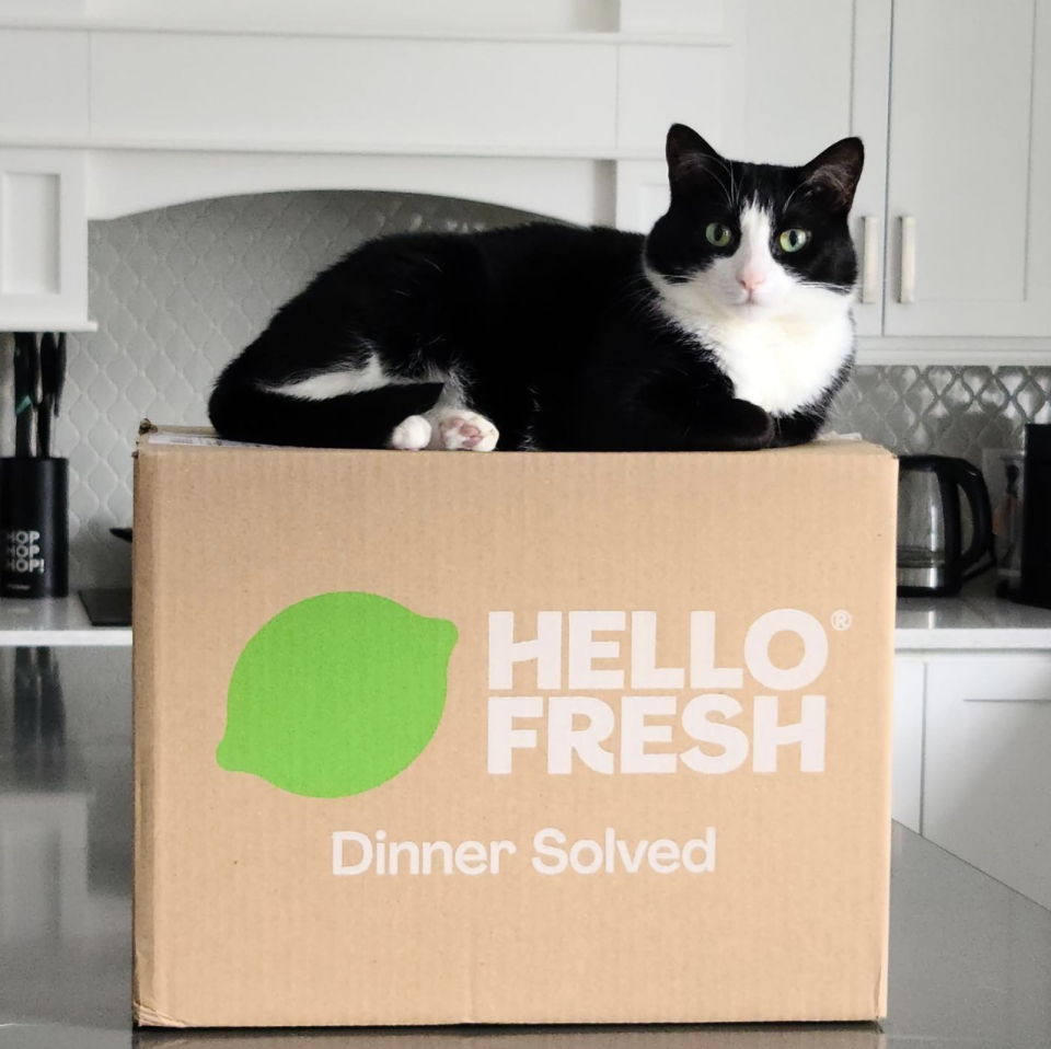 HelloFresh subscription box with black and white cat sitting on top  (Photo via HelloFresh)