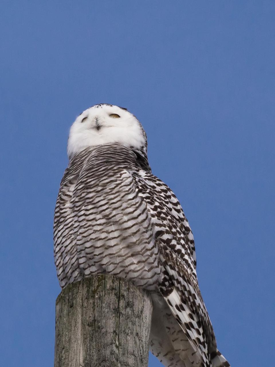 Darrell Lawson took this shot of an immature snowy owl near Rudyard.