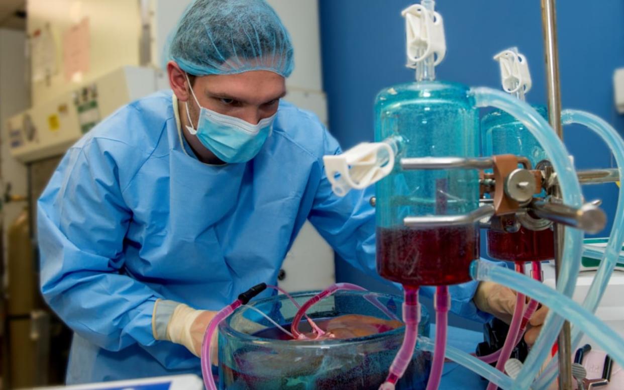 Scientists kept the livers alive for 27 hours - Harvard Medical School