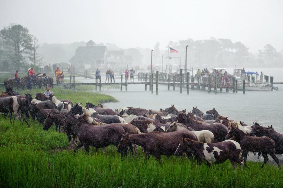 Virginia: Chincoteague