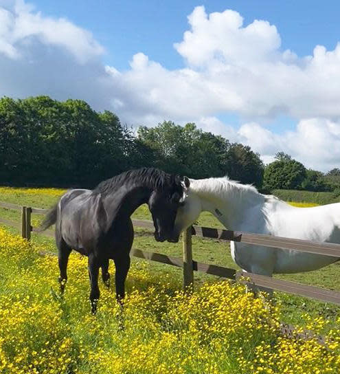 Cavalry horses Vida and Quaker shown recovering outdoors after they were injured bolting through London in this undated photo. / Credit: British Army