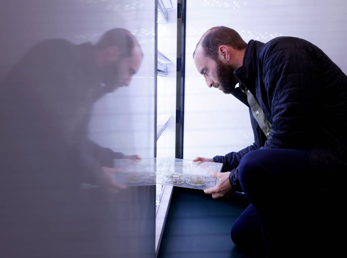 Matt DiLeo, vice president of product development at Elo Life Systems, holds a tray containing samples of plant cells in the company’s plant tissue culture room on Wednesday, March 8, 2023, in Durham, N.C. The company puts the DNA of monk fruit into the cells of other plants to create a high-potency sweetener.