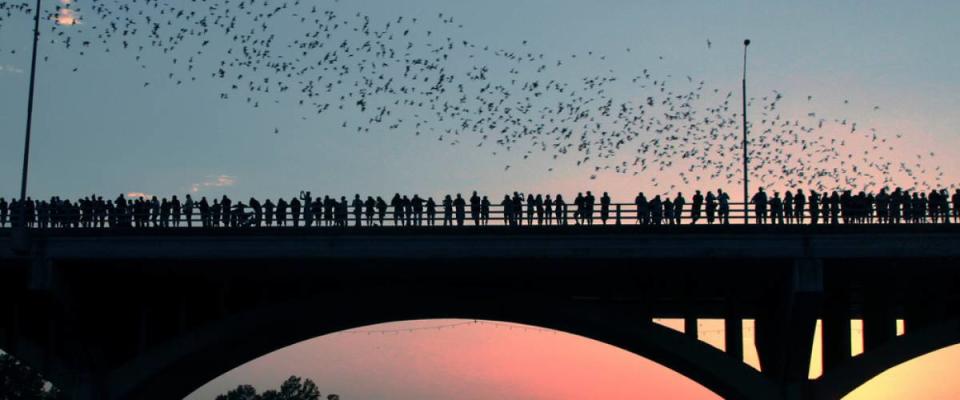 bats flying over Austin TX sunset