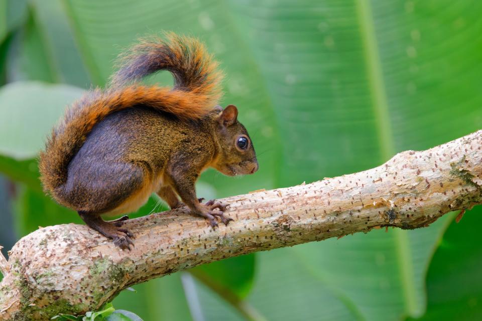 squirrel on a branch