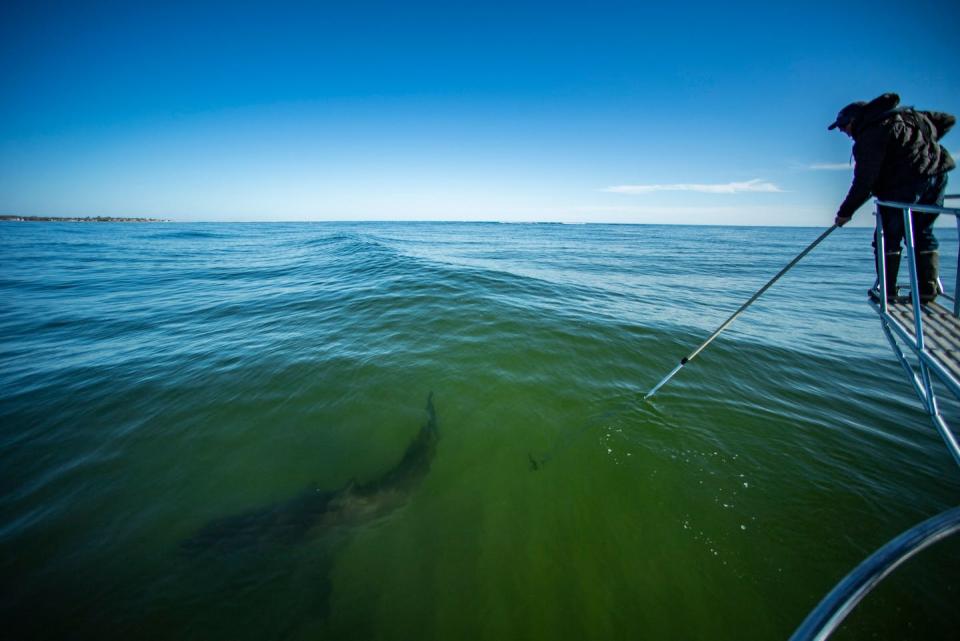 Marine biologist Greg Skomal of the Massachusetts Division of Marine Fisheries captures video footage of a white shark off Cape Cod, Oct. 21, 2022. <a href="https://www.gettyimages.com/detail/news-photo/dr-greg-skomal-shark-researcher-for-massachusetts-marine-news-photo/1244267691" rel="nofollow noopener" target="_blank" data-ylk="slk:Joseph Prezioso/AFP via Getty Images;elm:context_link;itc:0;sec:content-canvas" class="link ">Joseph Prezioso/AFP via Getty Images</a>