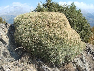 Erizón (<em>Echinospartum horridum</em>) en los Pirineos. <a href="https://es.wikipedia.org/wiki/Archivo:Echinospartum_horridum_1.JPG" rel="nofollow noopener" target="_blank" data-ylk="slk:Xemenendura / Wikimedia Commons;elm:context_link;itc:0;sec:content-canvas" class="link ">Xemenendura / Wikimedia Commons</a>, <a href="http://creativecommons.org/licenses/by-sa/4.0/" rel="nofollow noopener" target="_blank" data-ylk="slk:CC BY-SA;elm:context_link;itc:0;sec:content-canvas" class="link ">CC BY-SA</a>