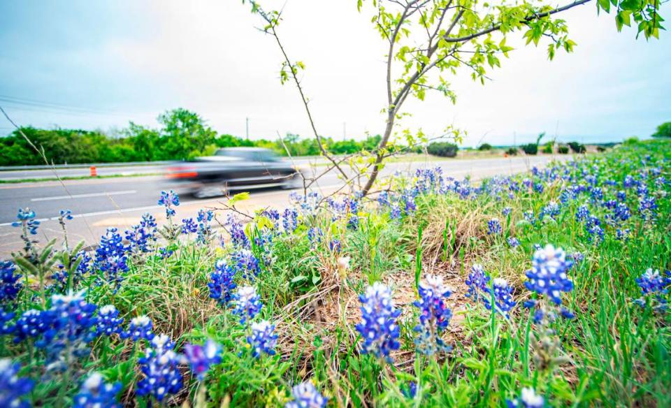 Bluebonnets grow in the wild all over Texas, but the state seeds bluebonnets along highways which helps reduce maintenance costs because native wildflower species need less mowing and care. 