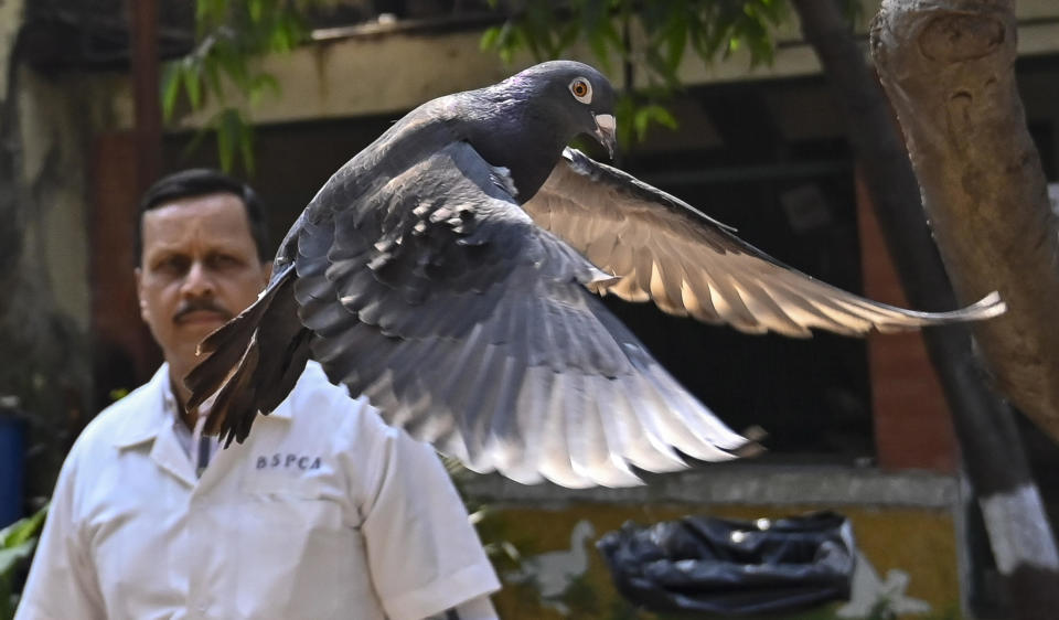 A pigeon that was captured eight months back near a port after being suspected to be a Chinese spy, is released at a vet hospital in Mumbai, India, Tuesday, Jan.30, 2024.  / Credit: Anshuman Poyrekar / AP