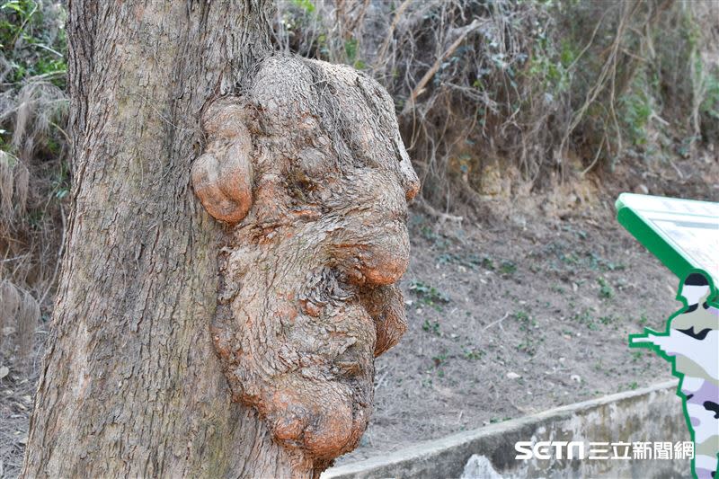 金門柳營步兵軍事體驗園區一棵木麻黃長出「人臉樹瘤」。（圖／記者陳弋攝影）