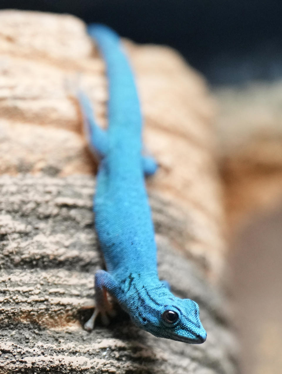 A Turquoise Dwarf Gecko at London Zoo's new experience, The Secret Life of Reptiles and Amphibians ahead of its opening to the public on Friday March 29, in London, Monday, March 25, 2024. (AP Photo/Kirsty Wigglesworth)