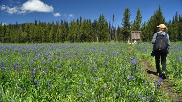 Woman hikes in Packer Meadow, the Nez Perce Historic Trail