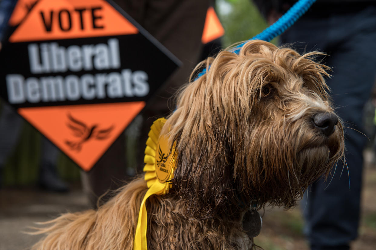 CAMBRIDGE, ENGLAND - APRIL 27:  Cockapoo dog 'Bonnie' is seen amongst Liberal Democrats supporters as party leader Tim Farron campaigns for the British general election at Eastfield regeneration site on April 27, 2017 in Cambridge, England. Mr Farron has been campaigning in the Cambridgshire area alongside parliamentary candidate and former MP Julian Huppert, Mayoral candidate Rod Cantrill and cadidate for South Cambridgeshire Susan Van De Ven.  (Photo by Chris J Ratcliffe/Getty Images)