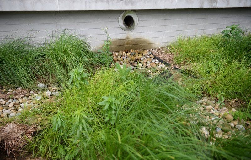 A rain garden with native grasses helps filter the water from the roof of the Cyberinfrastructure Building on the Indiana University campus in Bloomington, Indiana. Chris Howell | Herald-Times