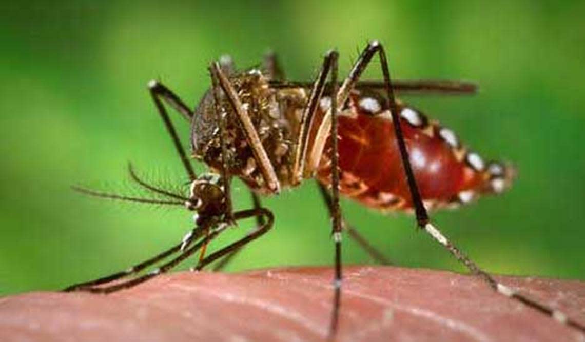Aedes aegypti mosquitoes spread dengue to people through bites.