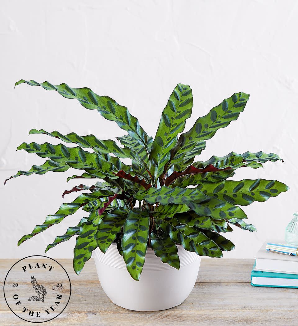 <p>Calathea Rattlesnake</p><p>1800flowers.com</p><p>$59.99</p><p><a href="https://go.redirectingat.com?id=74968X1596630&url=https%3A%2F%2Fwww.1800flowers.com%2Fcalathea-rattlesnake-158451&sref=https%3A%2F%2Fwww.housebeautiful.com%2Flifestyle%2Fa42206032%2F1-800-flowers-2023-flower-of-the-year%2F" rel="nofollow noopener" target="_blank" data-ylk="slk:Shop Now;elm:context_link;itc:0;sec:content-canvas" class="link ">Shop Now</a></p><span class="copyright">1800flowers.com</span>